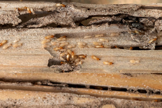 Best Termite Control Services  in Caribou, ME
