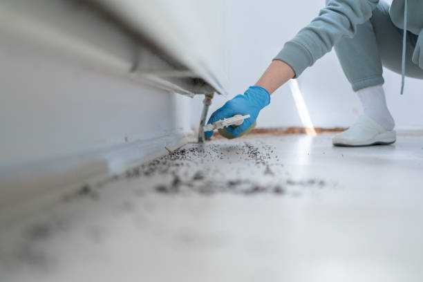 Best Local Pest Control Services  in Caribou, ME
